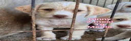 Meticcio cani in regalo: SALVA UN CUCCIOLO! a Provincia di Reggio Emilia - Annuncio 10