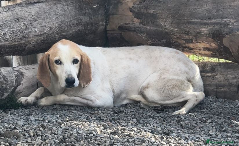 Segugio cani Sole. - Annuncio 20