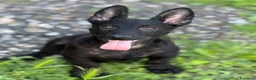 Meticcio cani in regalo: 3 bellissimi cuccioli in nero DA SALVARE! - Annuncio 2