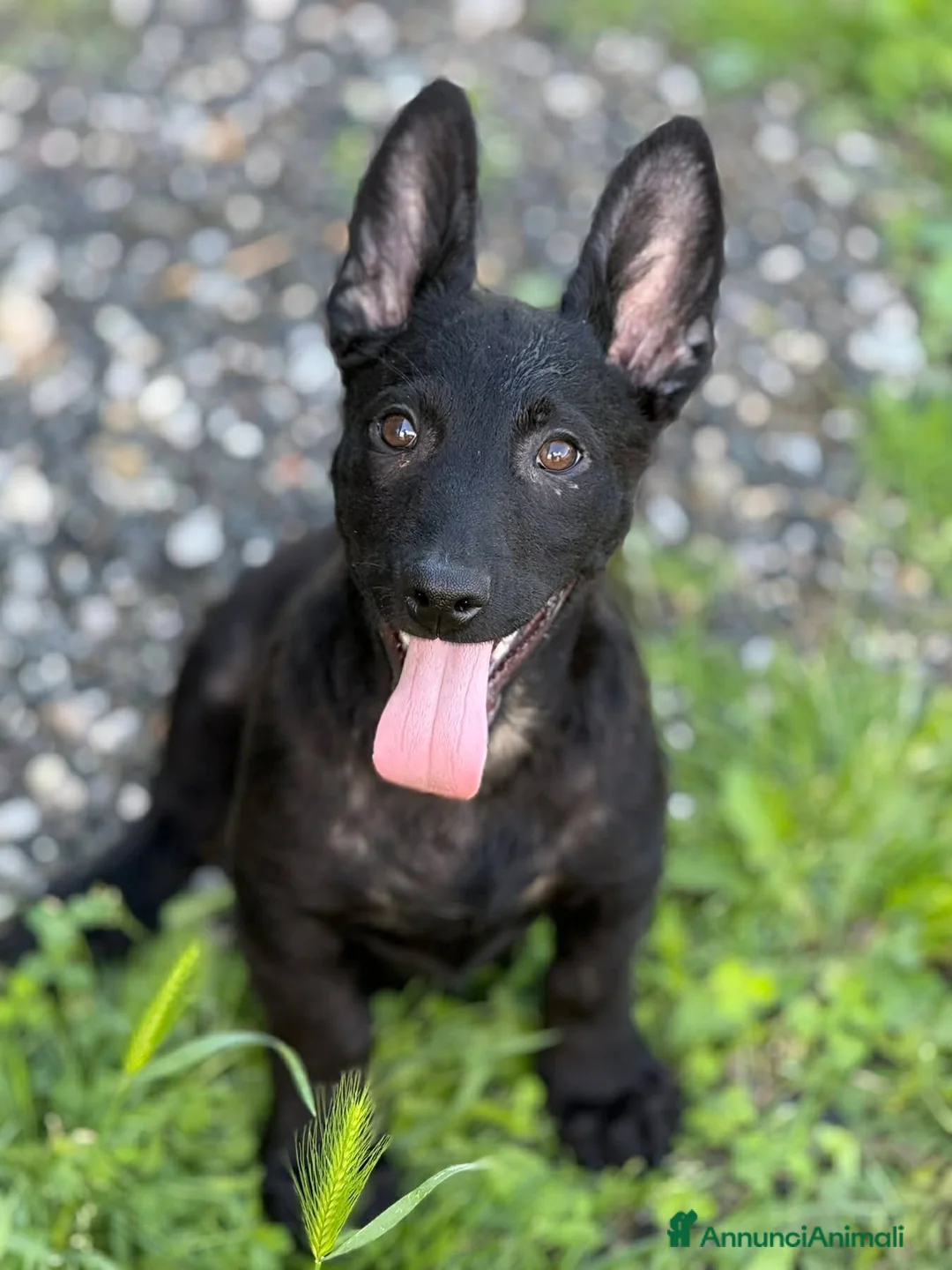Meticcio cani in regalo: 3 bellissimi cuccioli in nero DA SALVARE! - Annuncio 2