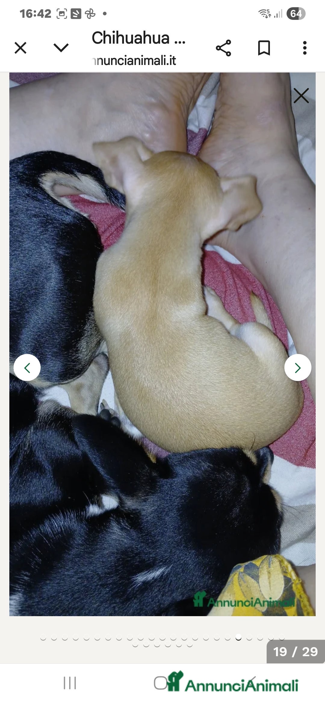 Chihuahua cani in vendita: Cuccioli chihuahua - Annuncio 23