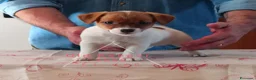 Jack Russell cani in vendita: Cucciolata Jack Russelle Terrier con Pedigree - Annuncio 14