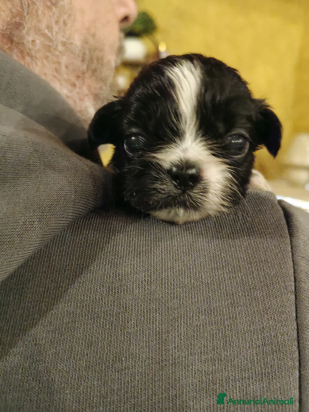 Shih Tzu cani in vendita: Cuccioli Shitzu  - Annuncio 8