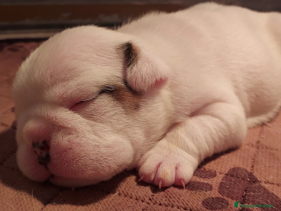 Bulldog cani in vendita: CUCCIOLI BULLDOG INGLESE  - Annuncio 2