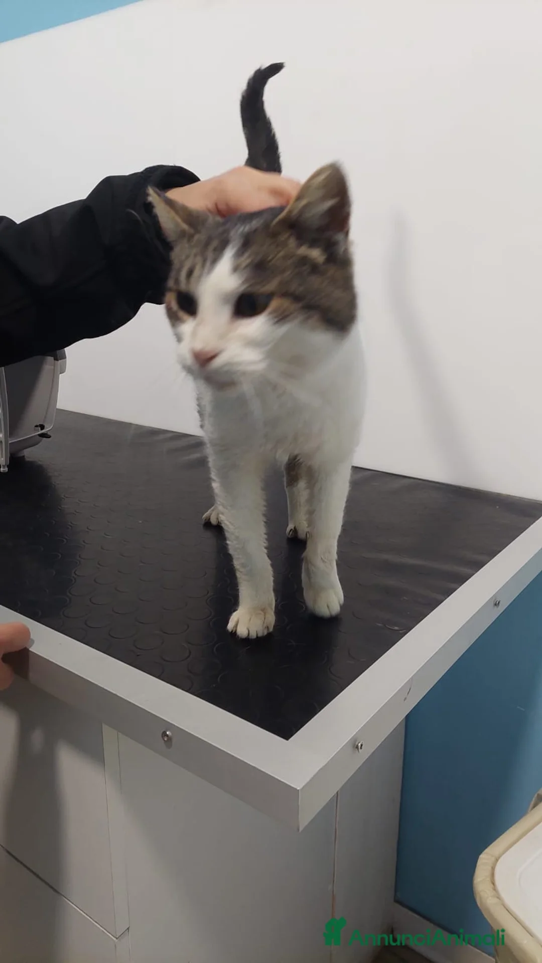 Meticcio gatti in regalo: GATTA SPECIALE - Annuncio 7