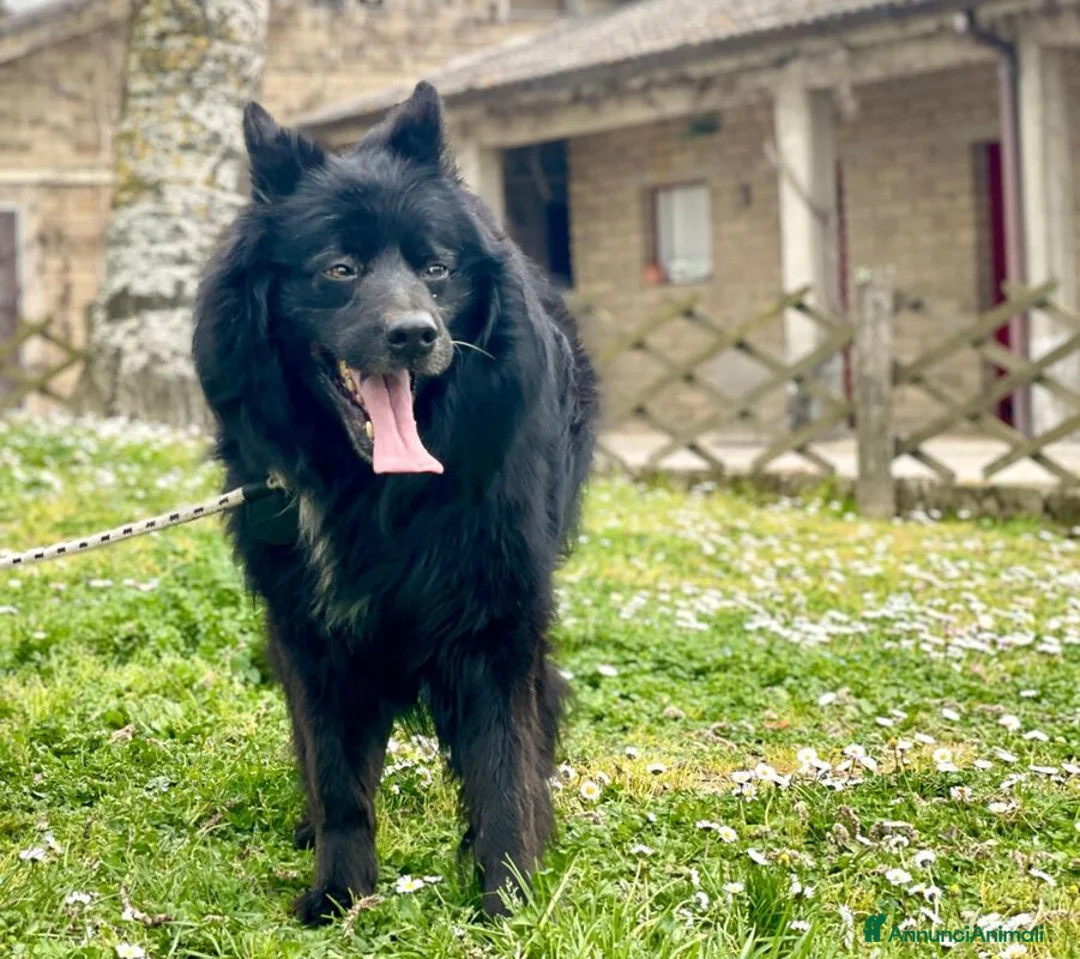 Meticcio cani in regalo: NONNO NOE' HA BISOGNO DI VOI, ADOZIONE A DISTANZA - Annuncio 1