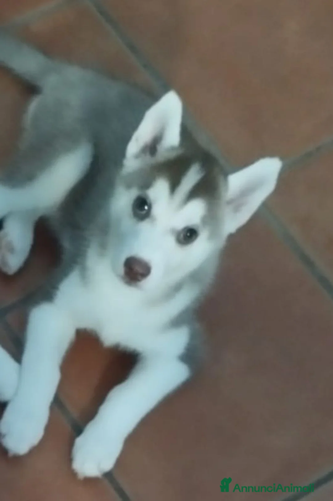 Husky cani in vendita: Cucciola di Husky siberiano  - Annuncio 3