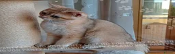 Scottish gatti in vendita: Cuccioli Scottish Straight - Annuncio 4
