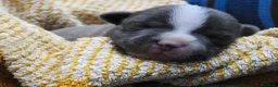 Staffordshire cani in vendita: Staffordshire bull terrier staffy a Provincia di Frosinone - Annuncio 8