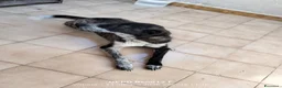 Meticcio cani in regalo: Cucciola affettuosissima a Libero consorzio comunale di Ragusa - Annuncio 3