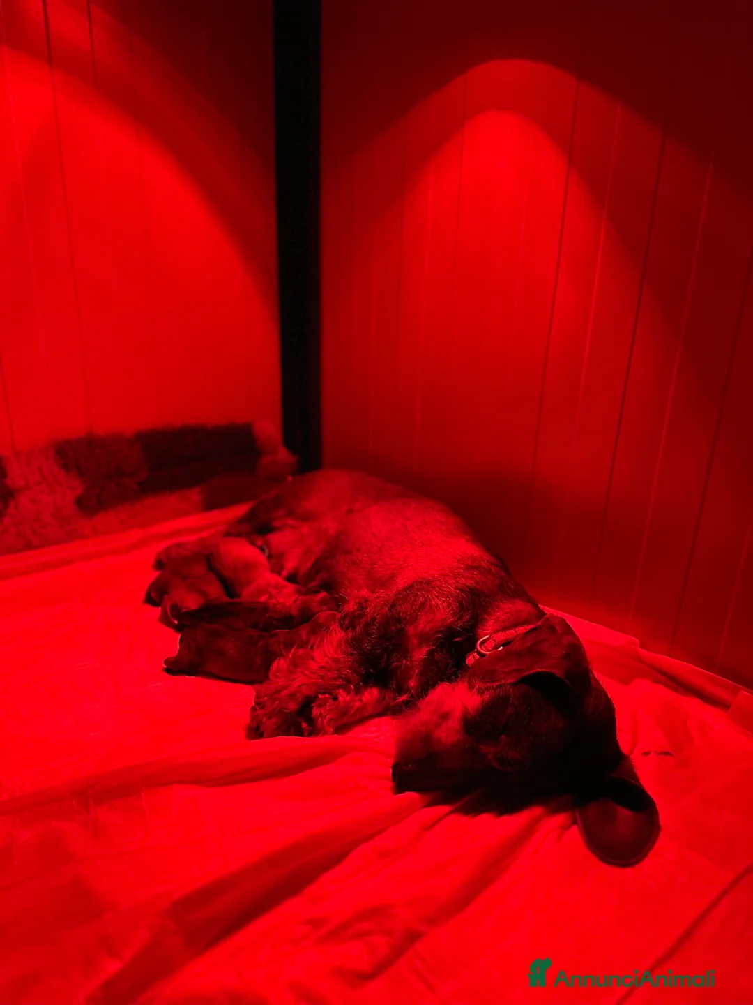 Bassotto cani in vendita: Bassotti pelo duro  - Annuncio 2