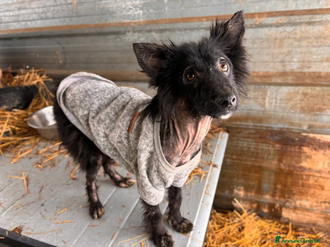 Meticcio cani in regalo: AKAR, cucciolo tenerissimo cerca aiuto! - Annuncio 4