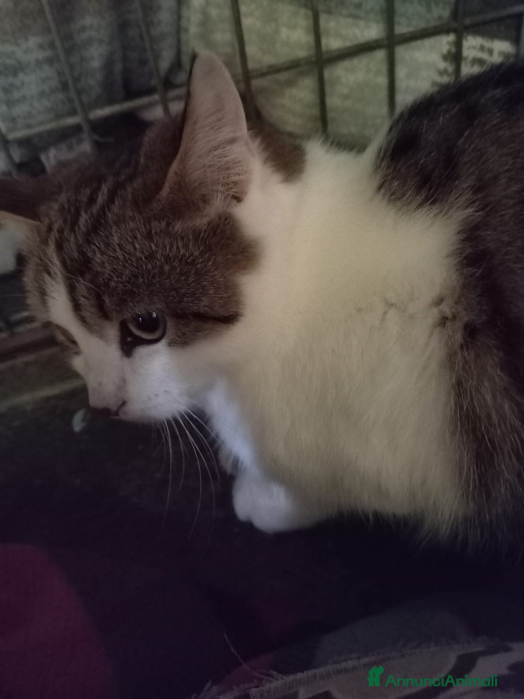 Europeo gatti in regalo: gatta 4 mesi cerca casa❤️ - Annuncio 3