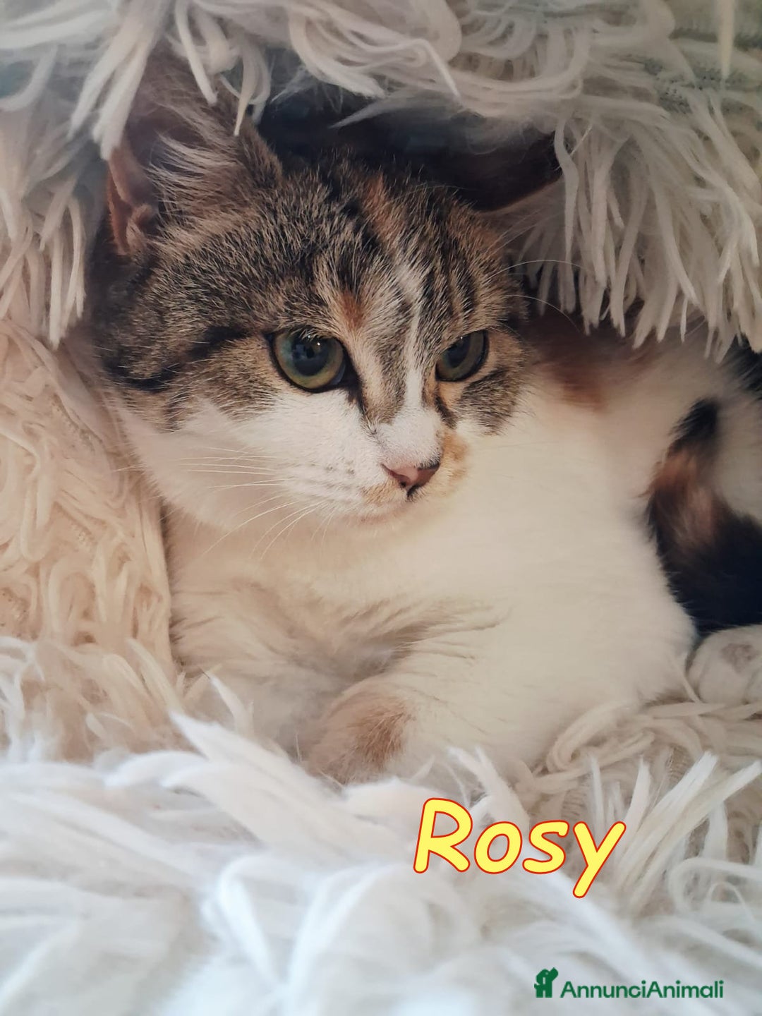 Europeo gatti in regalo: Dory  bellissima   gattina  di  3 mesi  - Annuncio 5