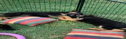 Pastore Tedesco cani in vendita: cuccioli - Annuncio 3