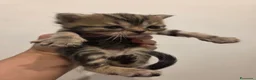 Altre razze gatti in vendita: Meravigliosi Cuccioli in Arrivon  🐾 - Annuncio 3