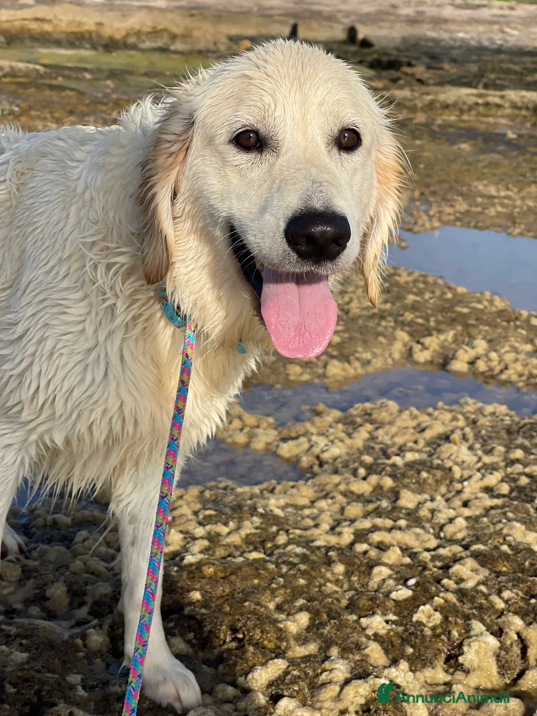 Immagine della galleria {{count}}