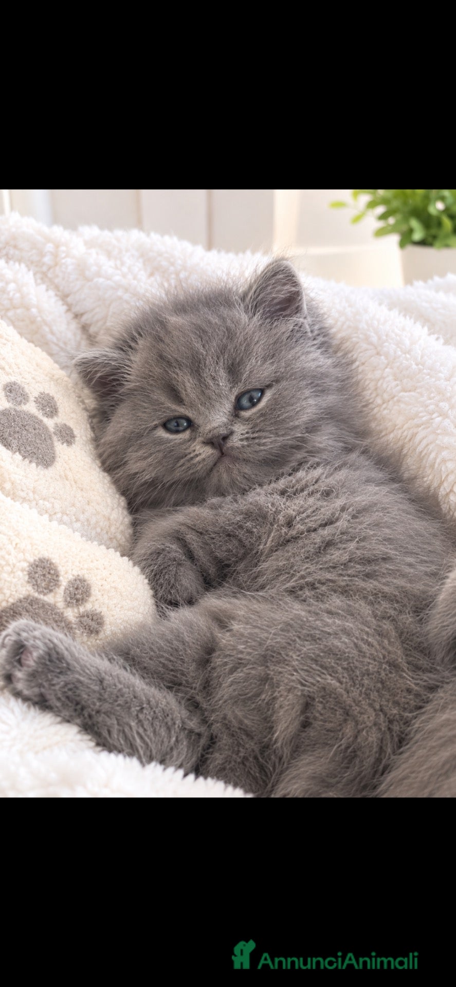 British gatti british long hair maschio - Annuncio 3