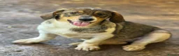 Meticcio cani in regalo: DARA, cucciola dagli occhioni dolci!  - Annuncio 7