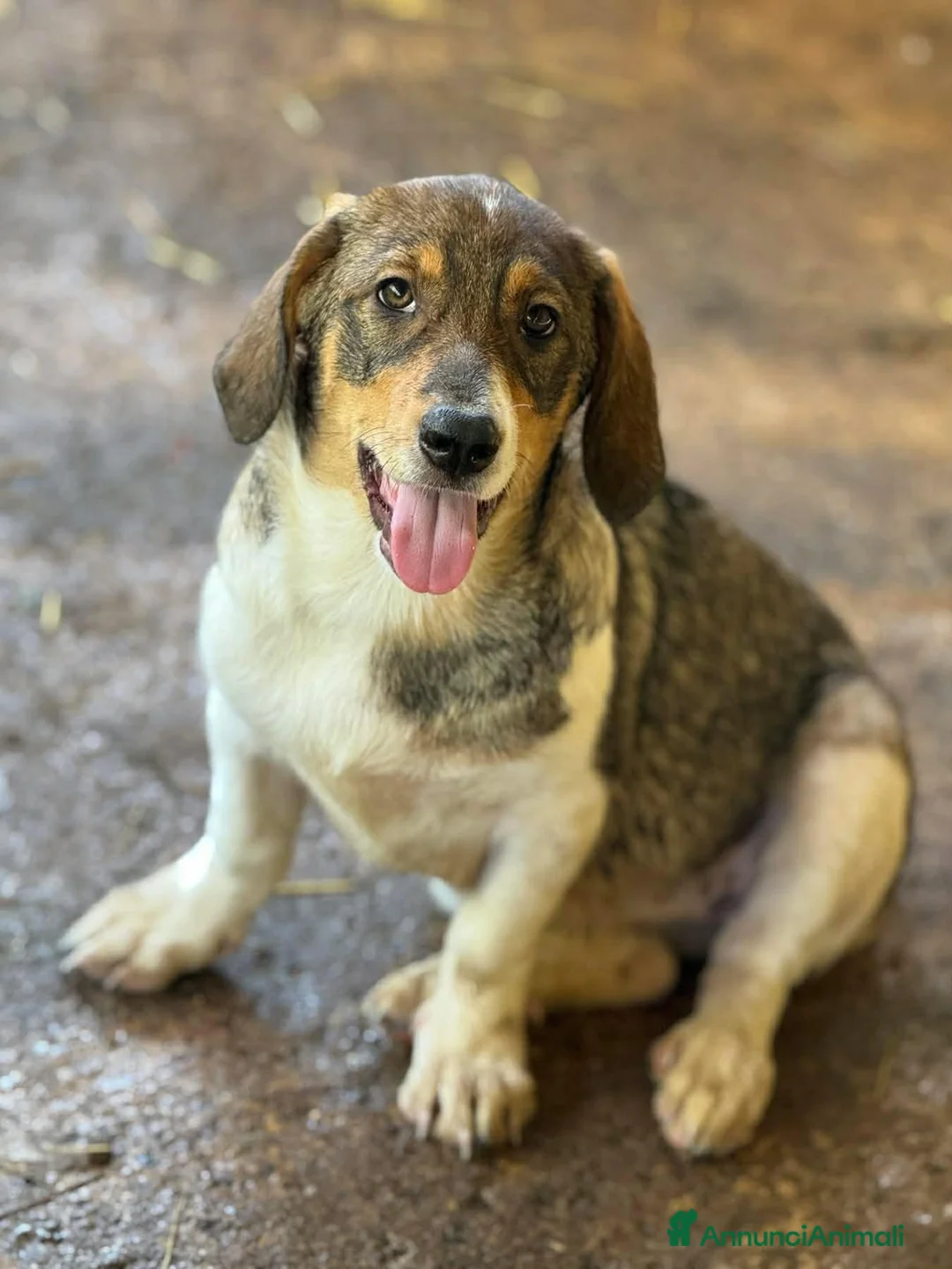 Meticcio cani in regalo: DARA, cucciola dagli occhioni dolci!  - Annuncio 7
