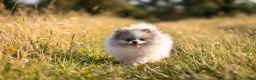 Volpino Pomerania cani in vendita: Cucciole di Pomerania  a Provincia di Cuneo - Annuncio 5