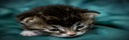 Siberiano gatti in vendita: 4 gioielli Siberiani  - Annuncio 6