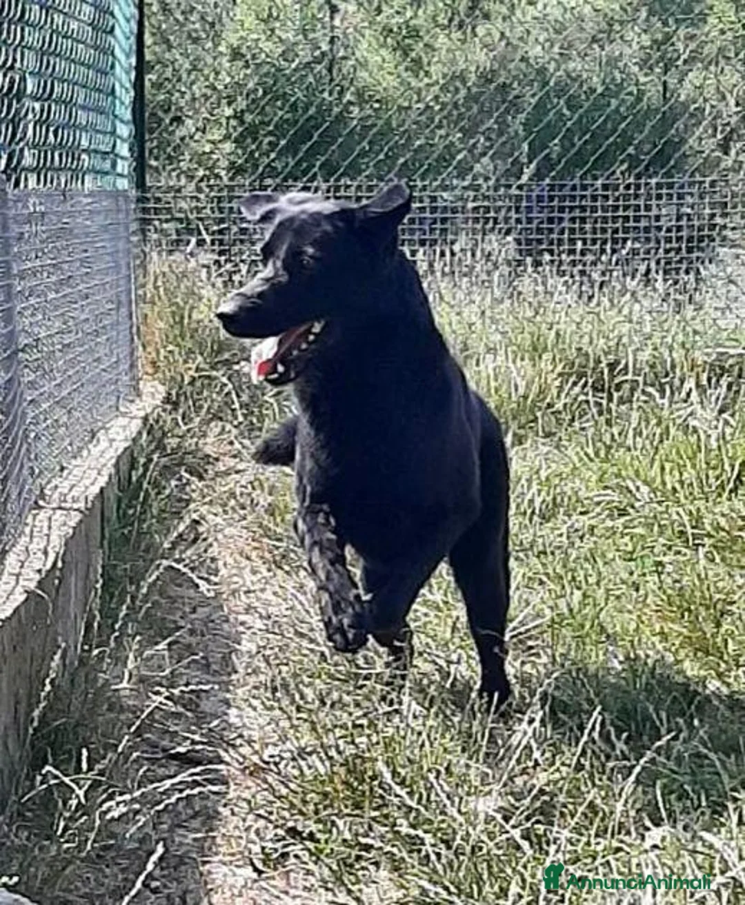 Meticcio cani in regalo: ARON giovane bravo simpaticone a Provincia di Lucca - Annuncio 4