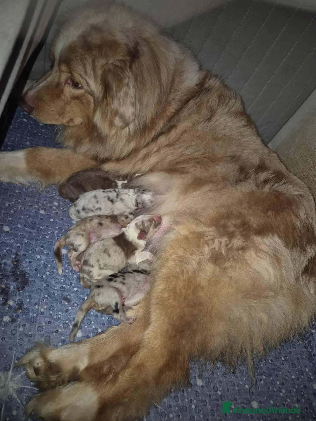 Australian Shepherd cani in vendita: Cuccioli di pastore australiano  - Annuncio 2