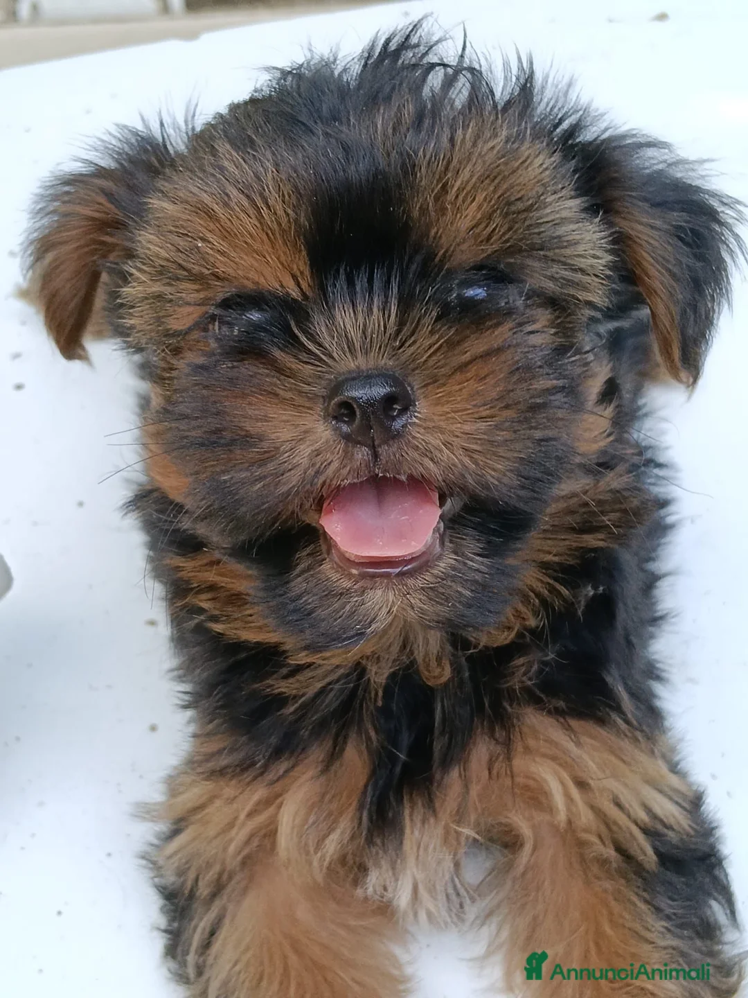 Yorkshire cani in vendita: CHICA - Annuncio 2
