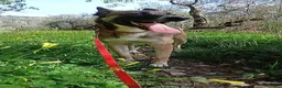 Meticcio cani in regalo: Kira, energica e dolce simil Malinois - Annuncio 7