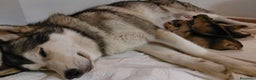 Alaskan Malamute cani in vendita: ALASKAN MALAMUTE ALTA GENEALOGIA - Annuncio 6