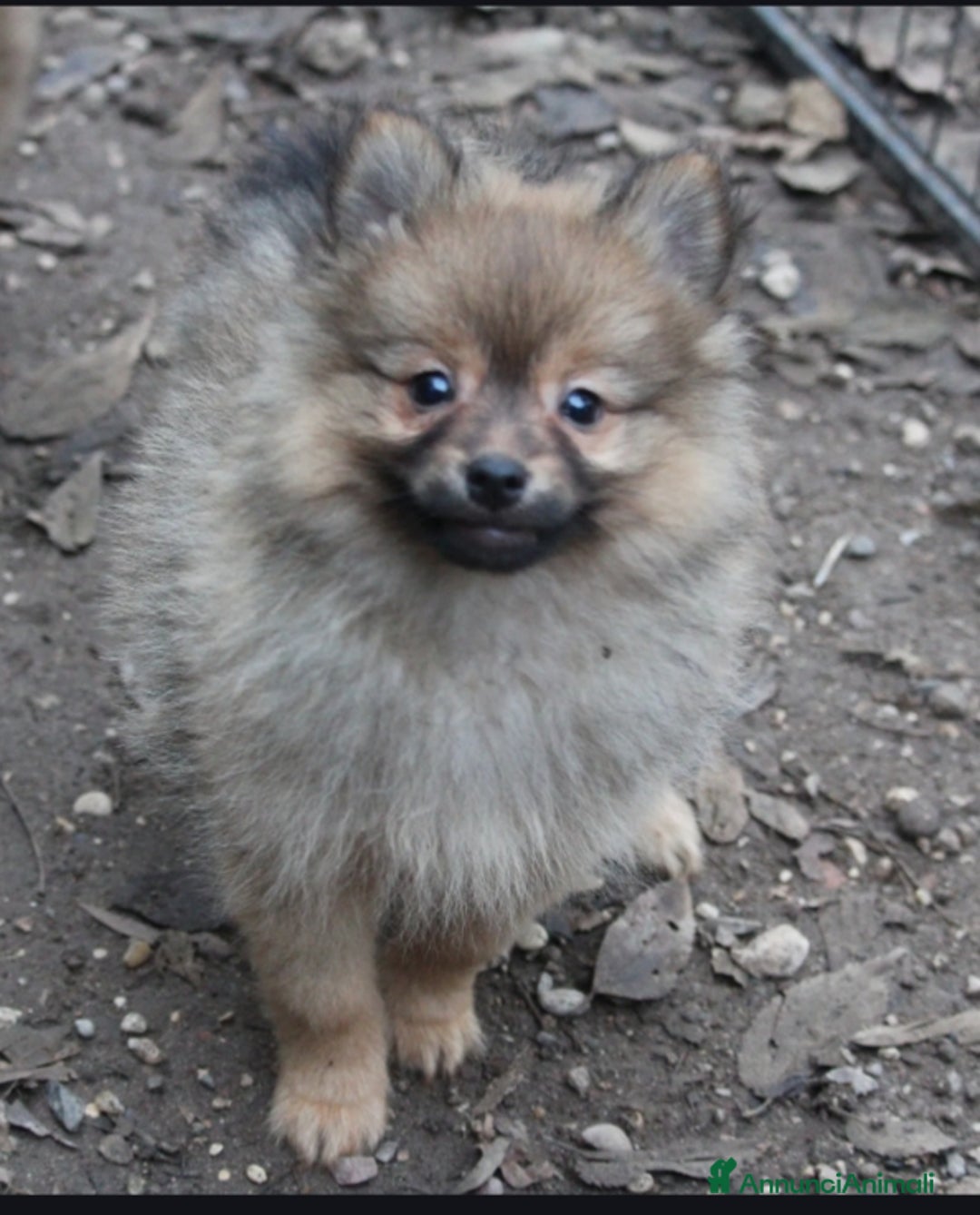 Spitz cani in vendita: Spitz tedesco piccolo  - Annuncio 4