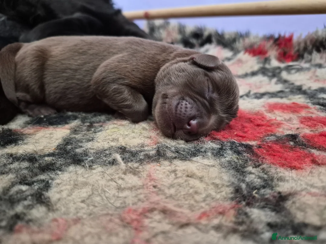 Labrador cani in vendita: CUCCIOLI LABRADOR RETRIEVER  - Annuncio 4