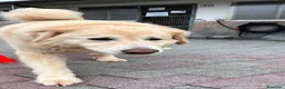 Meticcio cani in regalo: SALOMONE CERCA CASA - Annuncio 10