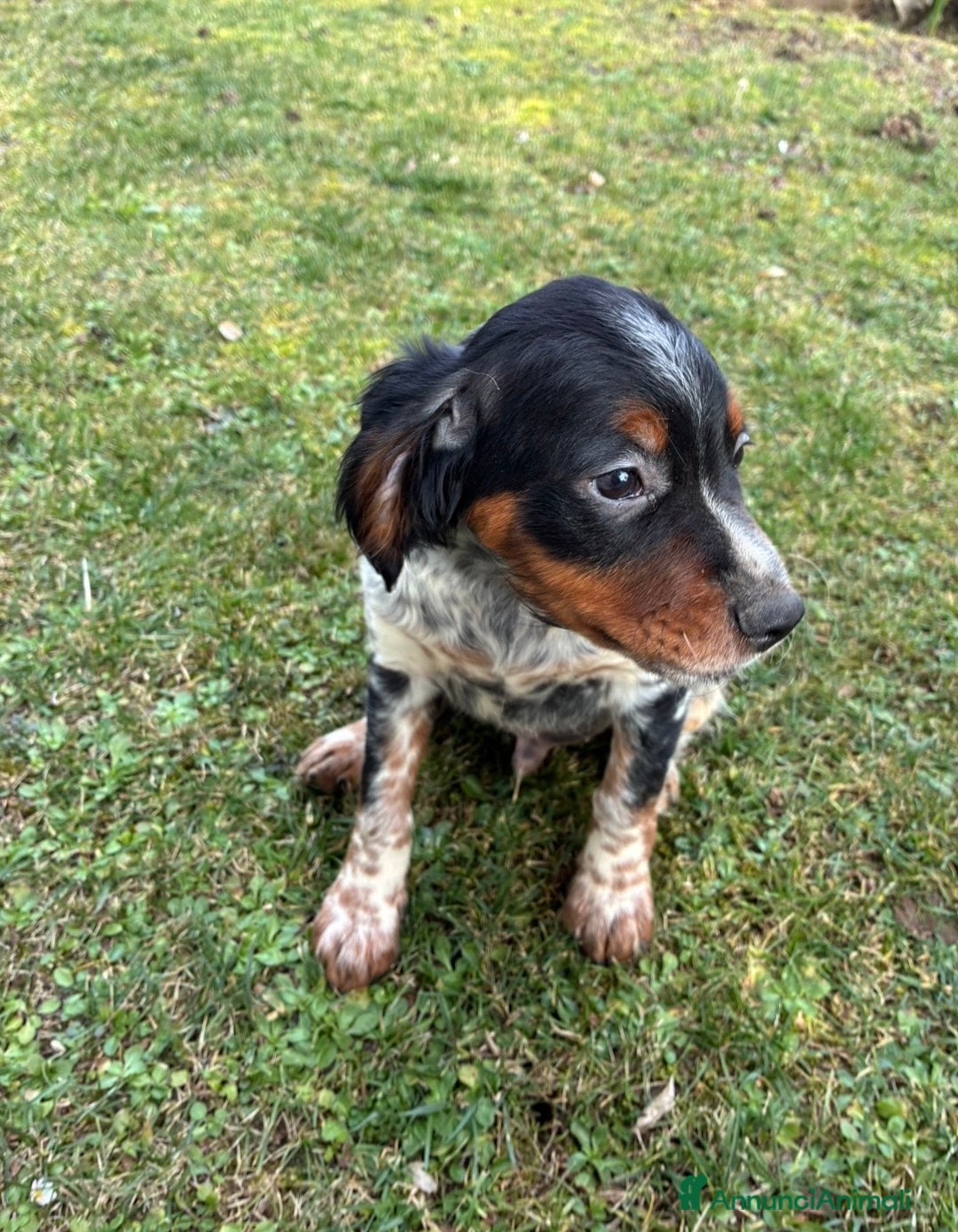 Breton cani in vendita: Disponibile cucciolo maschio di Épagneul Breton - Annuncio 1
