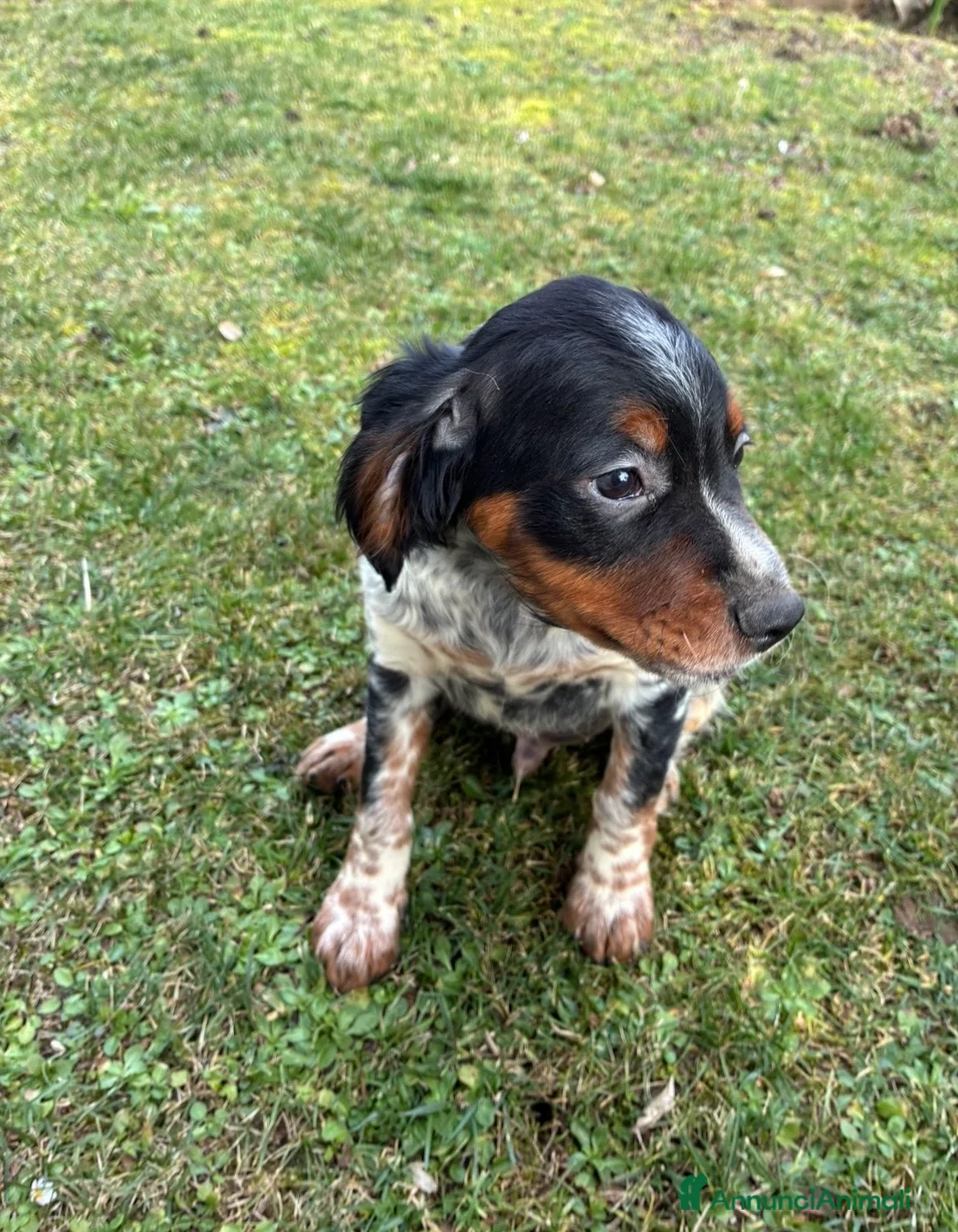 Breton cani in vendita: Disponibile cucciolo maschio di Épagneul Breton - Annuncio 1