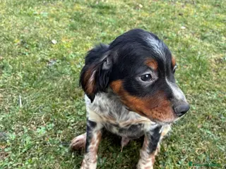 Breton cani Disponibile cucciolo maschio di Épagneul Breton - Annuncio 25