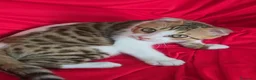 Bengala gatti in vendita: Incrocio Bengala/Scottish  - Annuncio 12