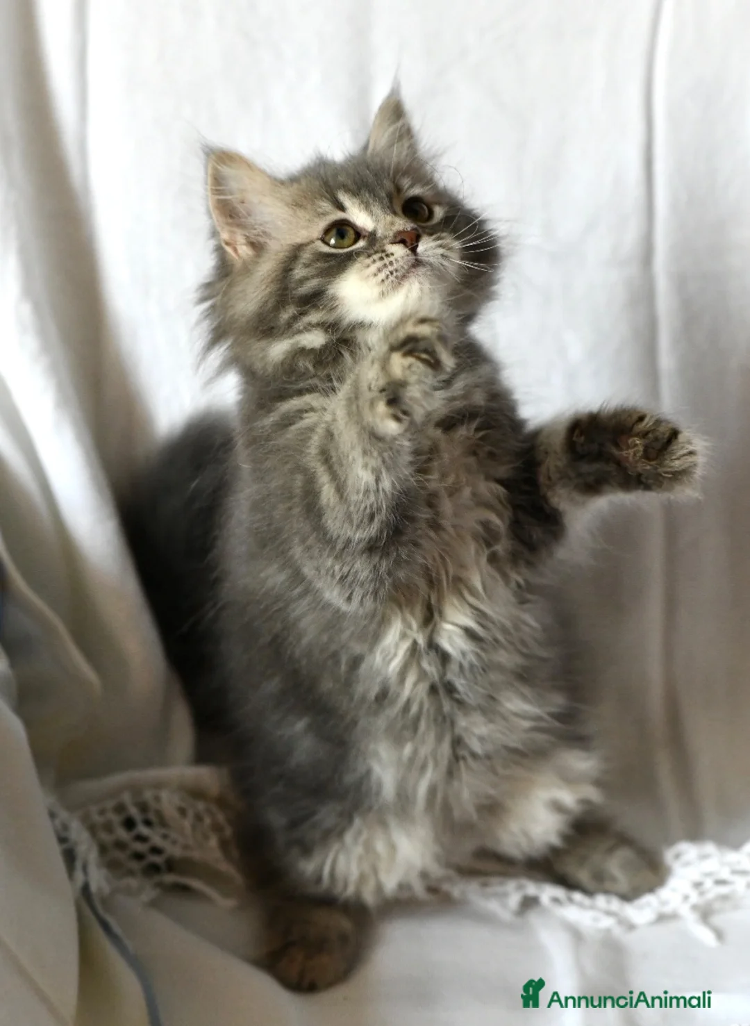 Siberiano gatti in vendita: Cuccioli di Siberiano con pedigree Anfi - Annuncio 2