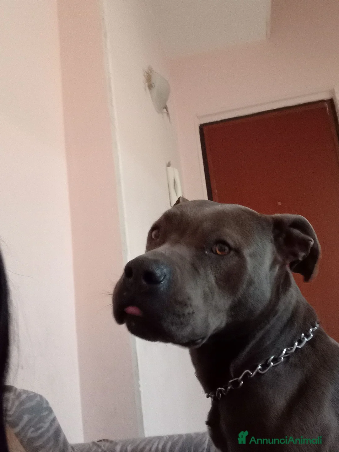 Pitbull cani in regalo: Nina Pitbull in regalo  - Annuncio 1