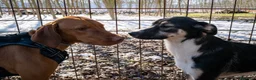 Meticcio cani in regalo: A Bologna, 2 anni, 16 chili circa  - Annuncio 4
