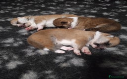 Akita Inu cani in vendita: CUCCIOLI AKITA Lombardia prenotazioni disponibili a Province of Como - Immagine 4