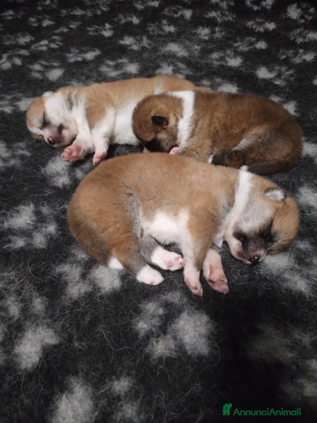 Akita Inu cani in vendita: CUCCIOLI AKITA Lombardia prenotazioni disponibili a Province of Como - Immagine 4