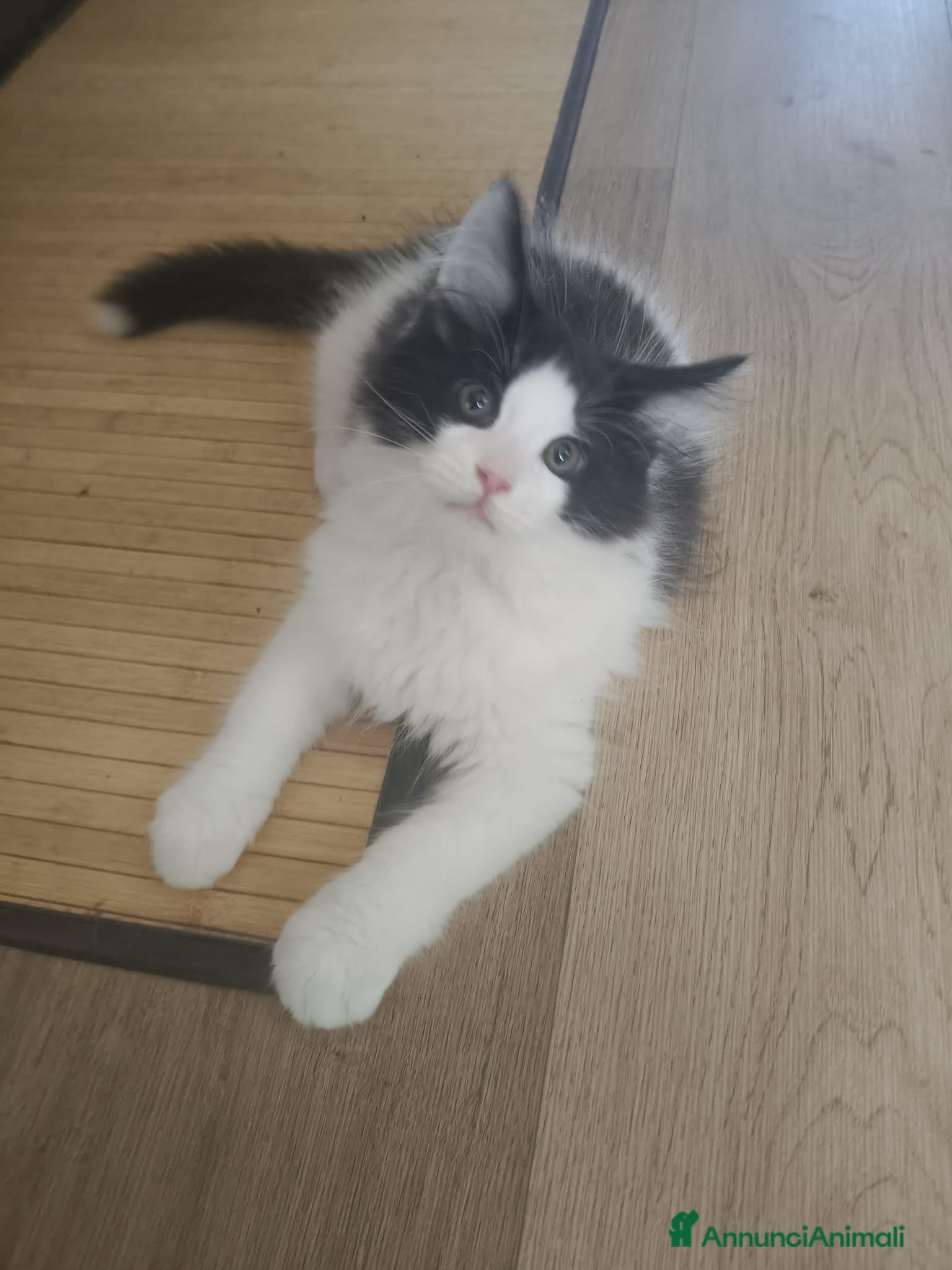 Maine Coon gatti Cuccioli Maine coon  - Annuncio 18