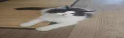 Maine Coon gatti in vendita: Cuccioli Maine coon  - Annuncio 1