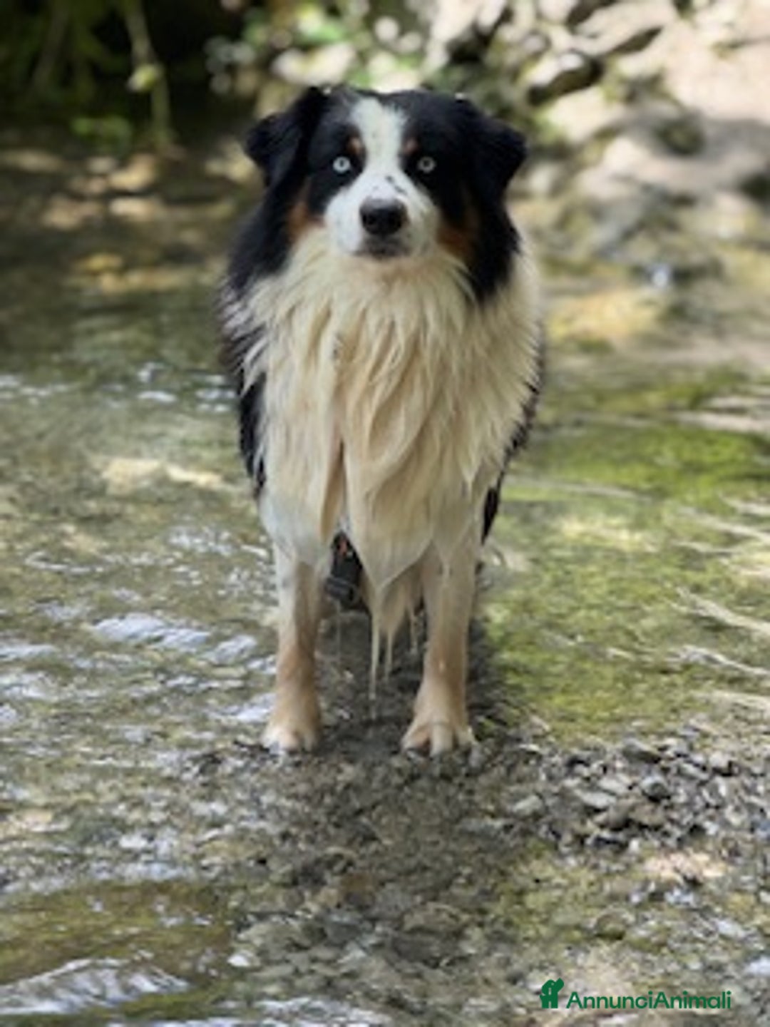 Australian Shepherd cani per accoppiamento: Maschio disponibile per accoppiamento - Annuncio 5
