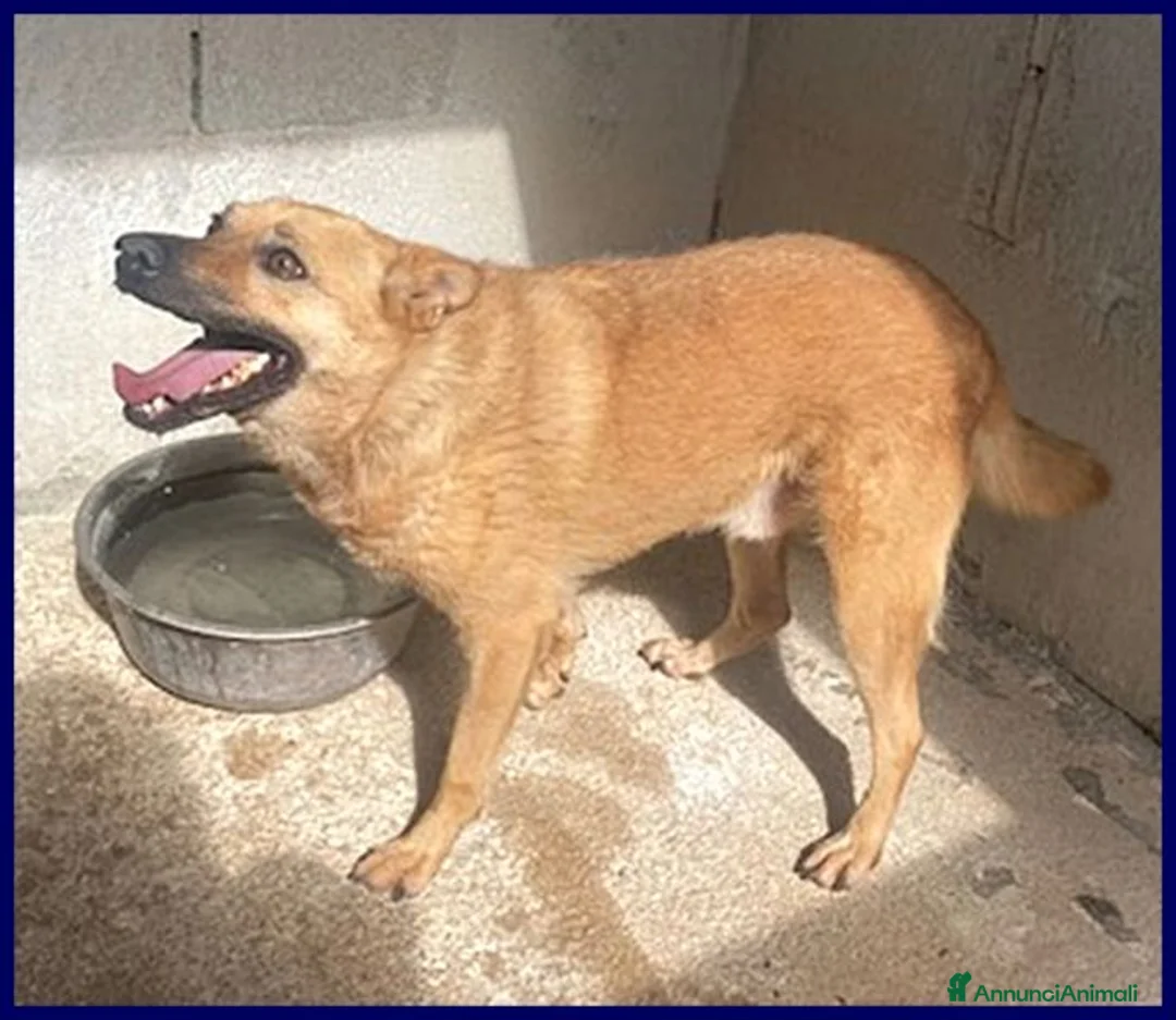 Meticcio cani in regalo: BOMBER nonnino con tanta voglia di casa - Annuncio 2