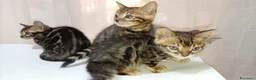 Bengala gatti in vendita: Cuccioli di Bengala disponibili  - Annuncio 15