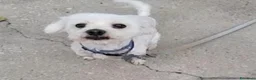 Maltese cani in regalo: Regalo cane nella provincia di Caserta  a Provincia di Caserta - Annuncio 4