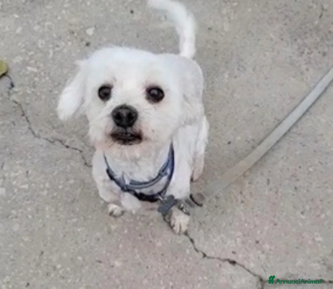 Maltese cani in regalo: Regalo cane nella provincia di Caserta  a Provincia di Caserta - Annuncio 4